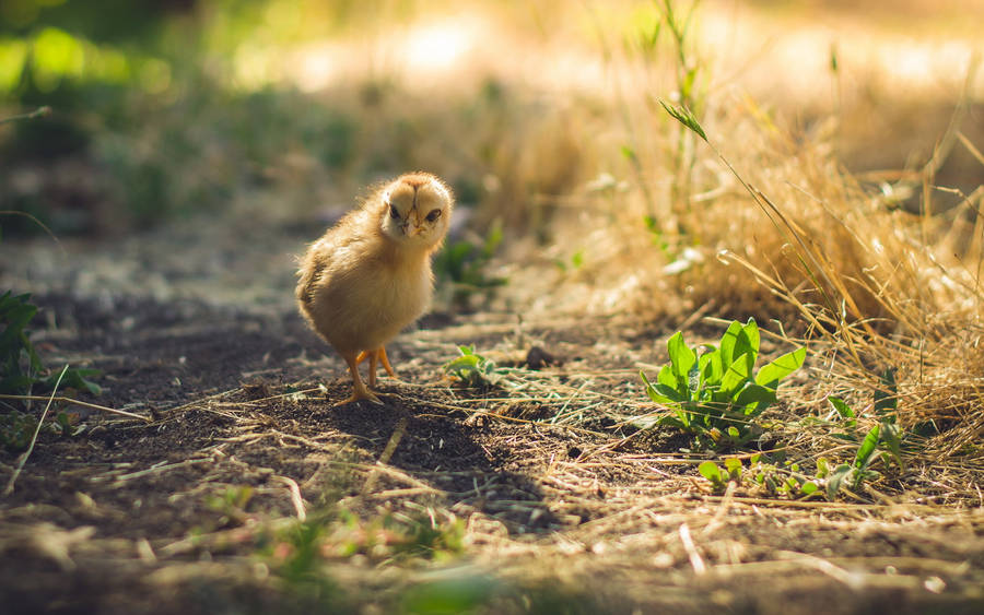 Sunbeam Chick Wallpaper