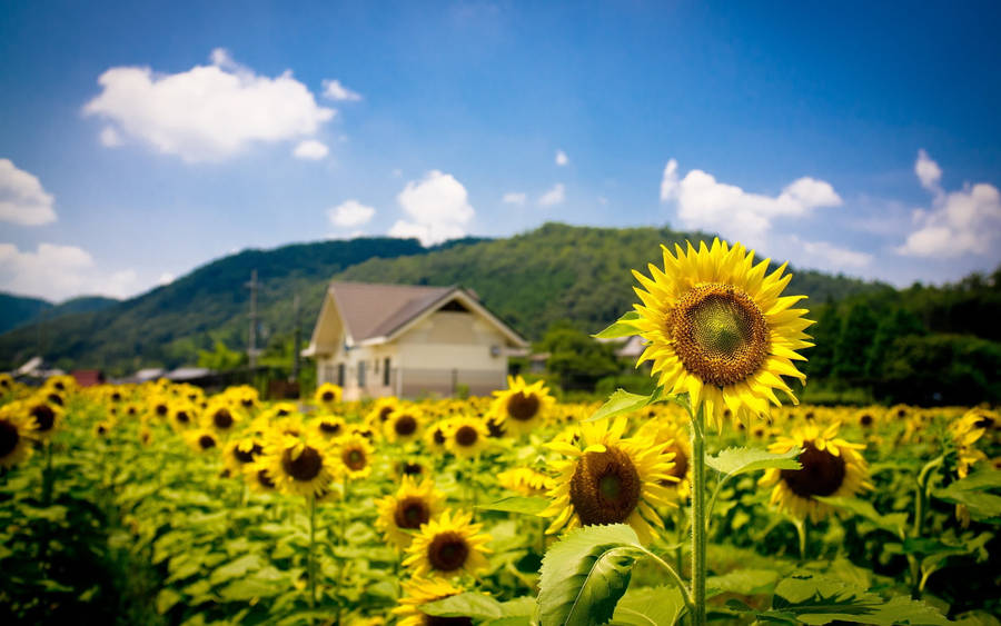 Sunflower Field Bokeh House Wallpaper