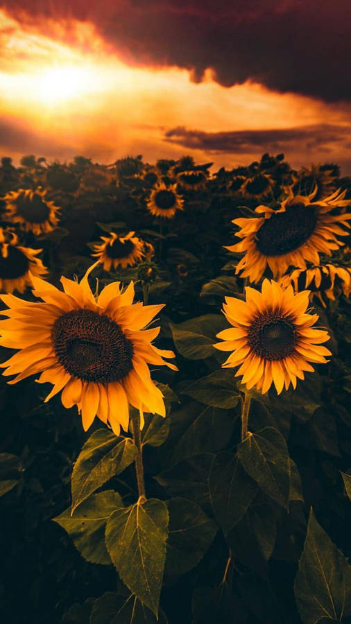 Sunflower Field Iphone X Nature Wallpaper