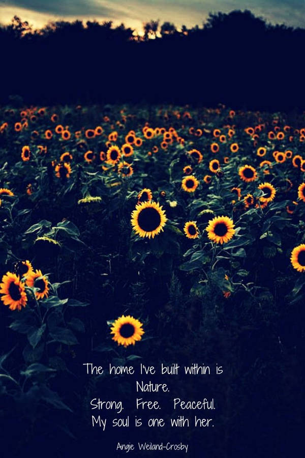 Sunflower Field Quote Nature Wallpaper