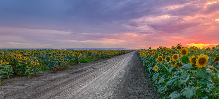 Sunflower Field Roadside Wallpaper