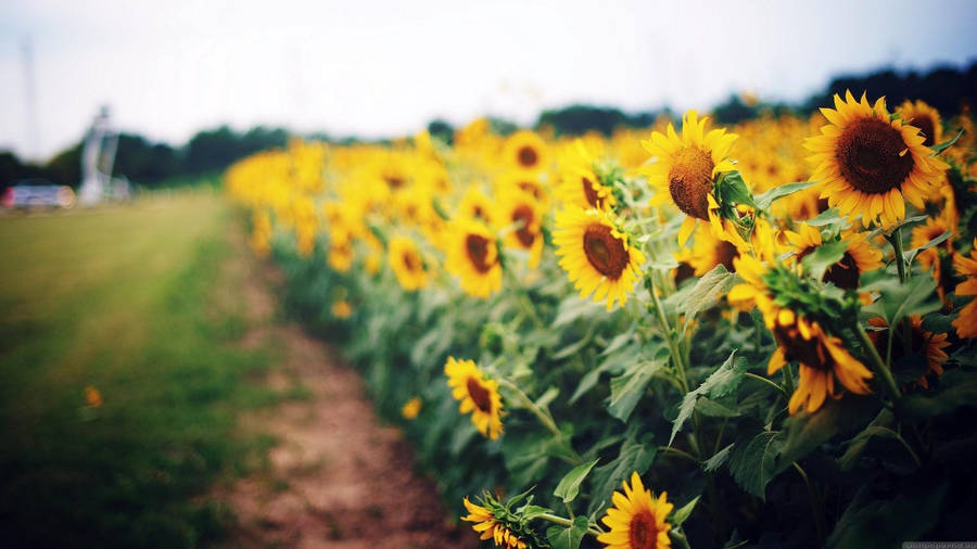 Sunflower Field Side Shot Wallpaper