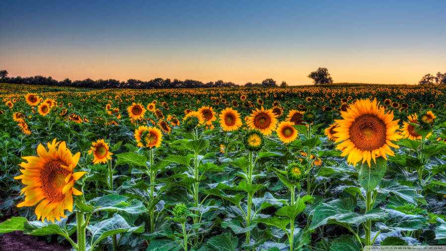 Sunflower Field Sunset Horizon Wallpaper