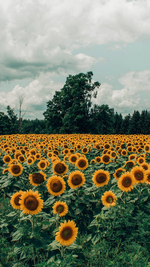 Sunflower Field Vintage Effect Wallpaper