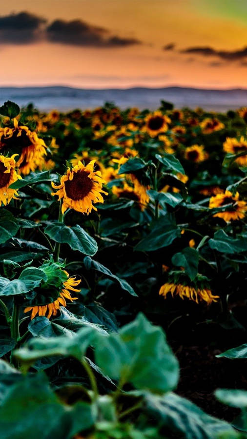 Sunflower Fields Shriveled Petals Wallpaper