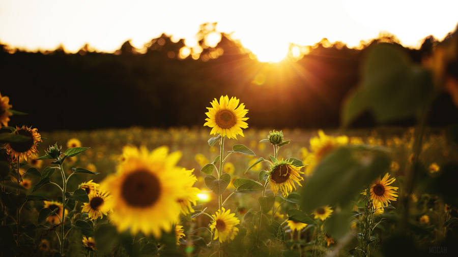 Sunflower Full Screen 4k Flowers Sunset Wallpaper