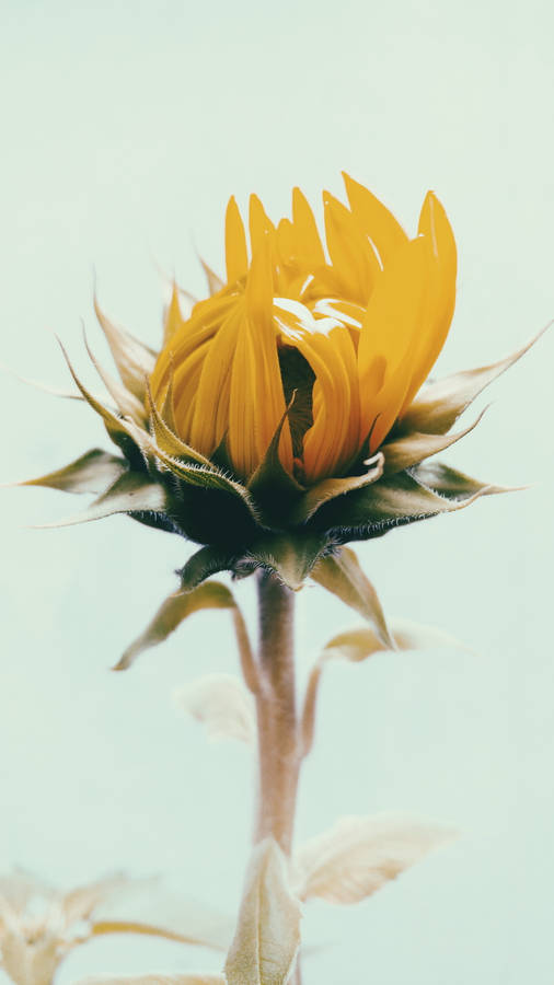 Sunflower Under The Bright Blue Sky Wallpaper
