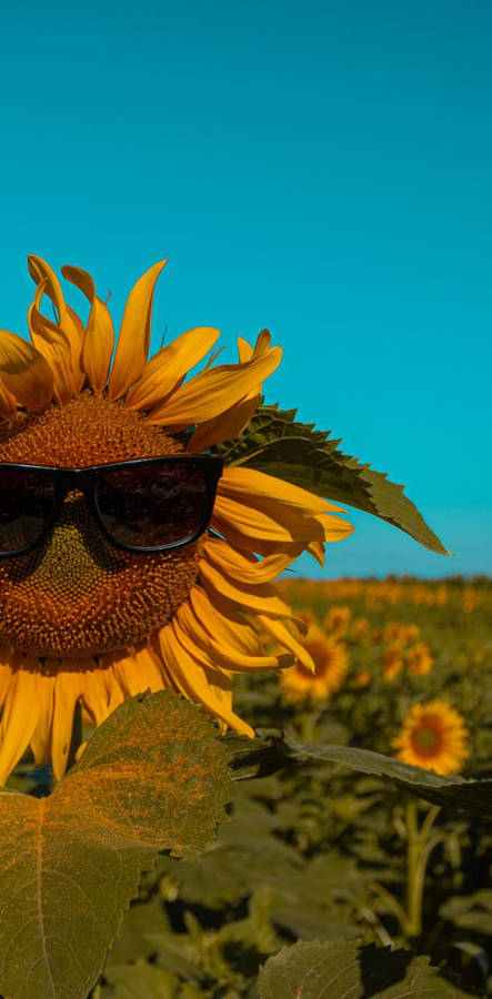 Sunflower With Sunglasses Summer Iphone Wallpaper WallpapersOK