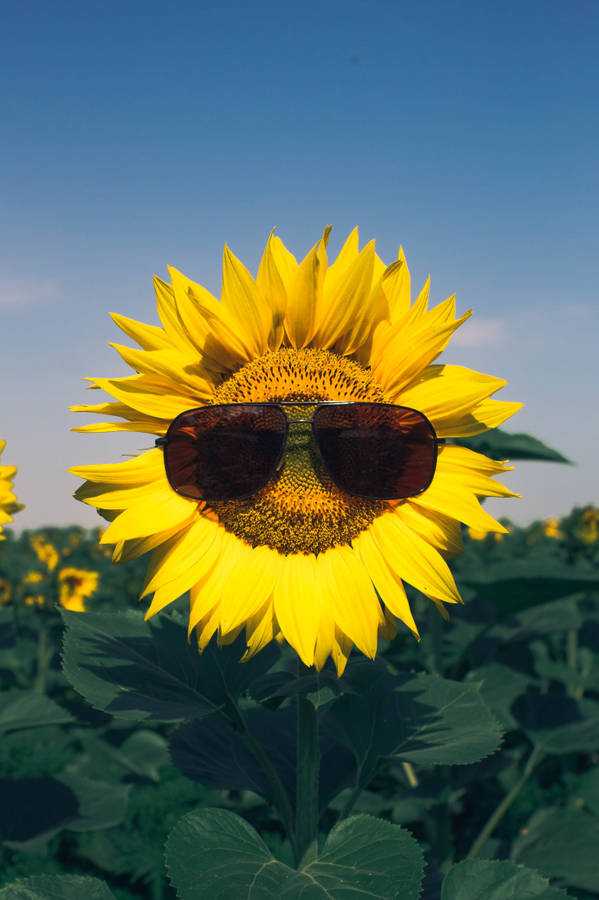 Sunflower With Sunglasses Wallpaper