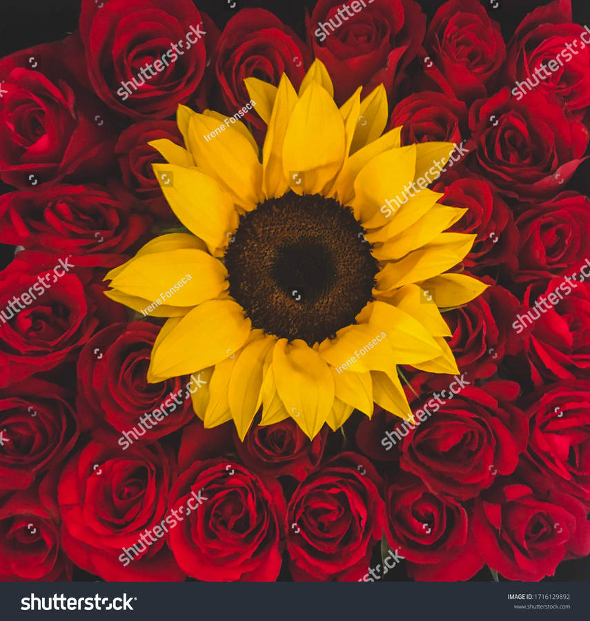 Sunflowers And Roses Design Wallpaper