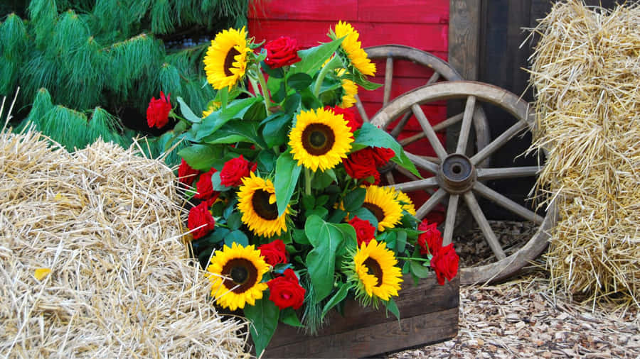 Sunflowers And Roses Garden Pot Wallpaper