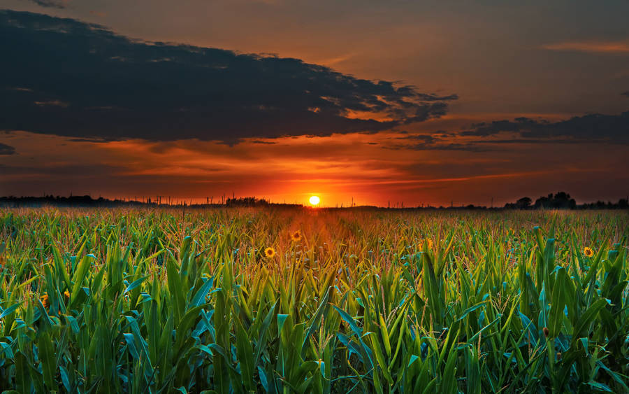 Sunflowers In Sunrise Desktop 4k Wallpaper