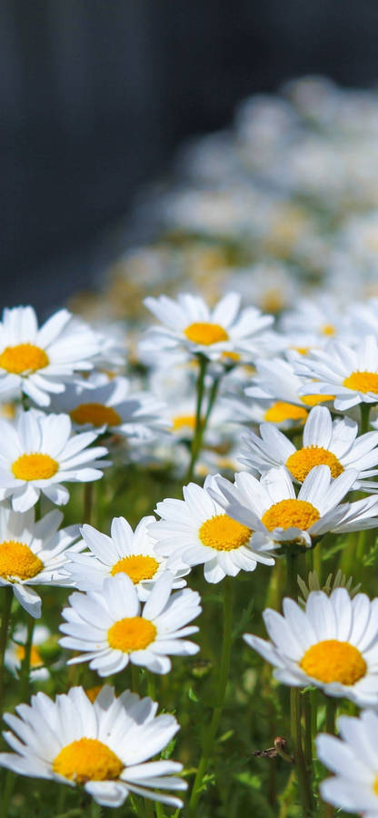 Sunlight Over White Daisy Iphone Wallpaper