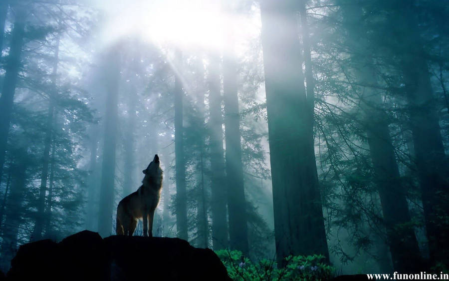 Sunlight Through Dark Forest Wolf Wallpaper