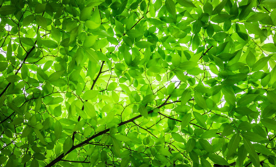 Sunlight Through Green Leaves Wallpaper