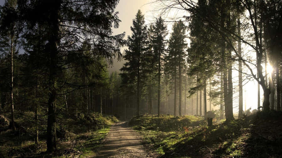 Sunlit_ Forest_ Path_ Desktop_ Background.jpg Wallpaper