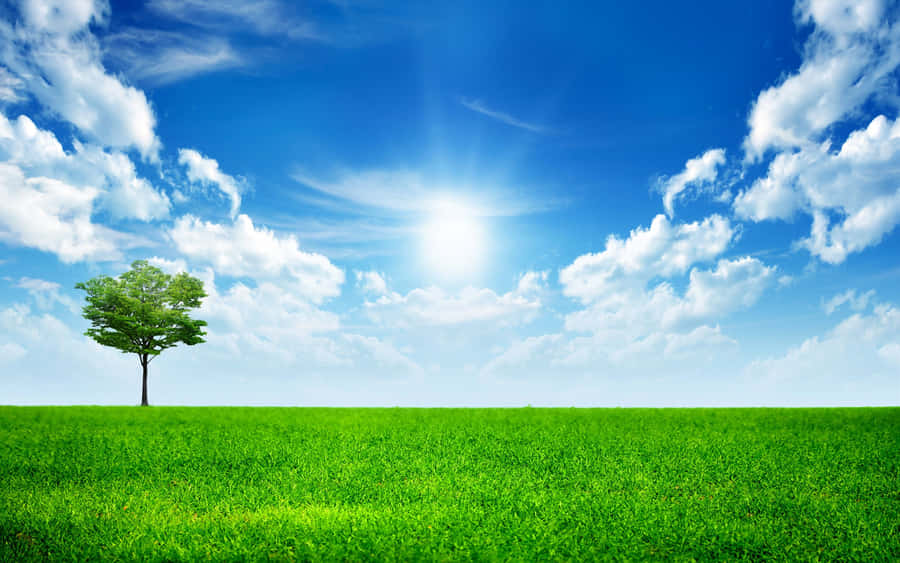 Sunny Day Green Field Tree Wallpaper