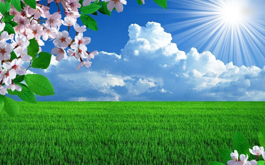 Sunny Day Rice Fields Flower Wallpaper