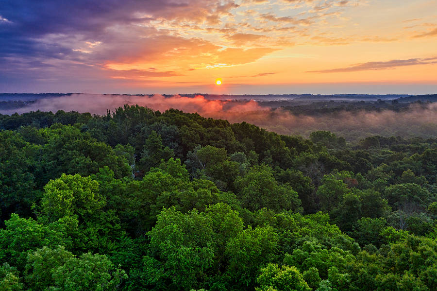 Sunrise In Rainforest Wallpaper