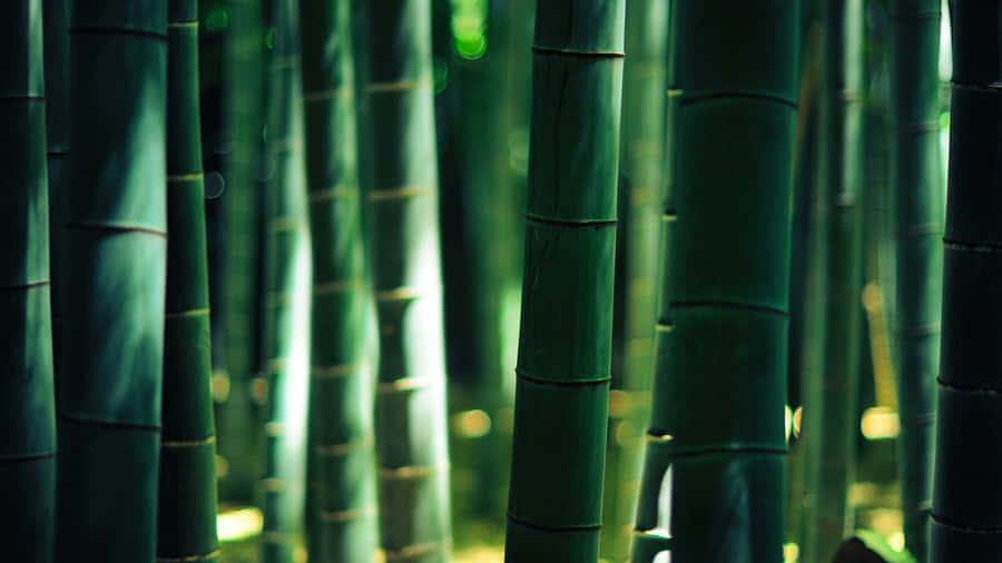 Sunrise In The Bamboo Forest Wallpaper