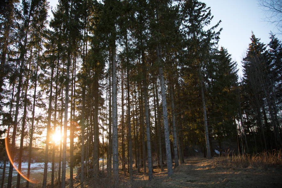 Sunset Burst Wide Forest Wallpaper