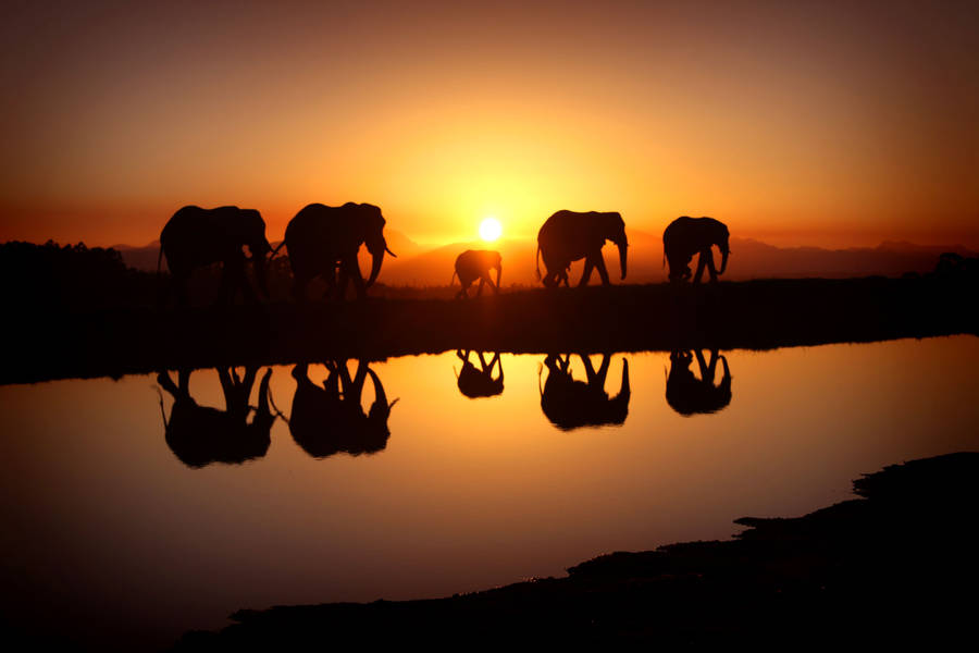 Sunset Elephant Herd Reflections Wallpaper