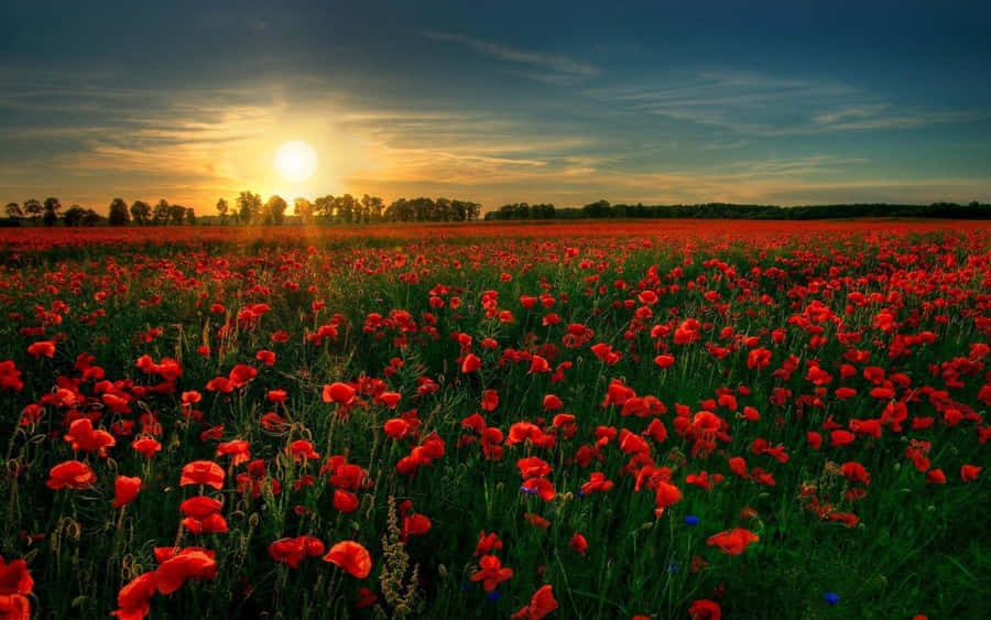 Sunset Over Poppy Field Wallpaper