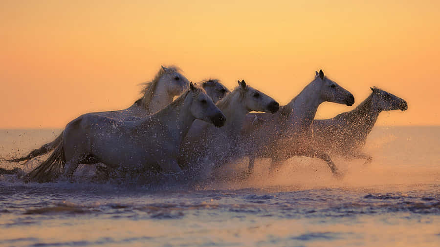 Sunset With White Horses 4k Monitor Wallpaper