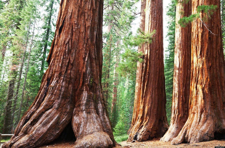 Sunshine In Sequoia National Park Wallpaper