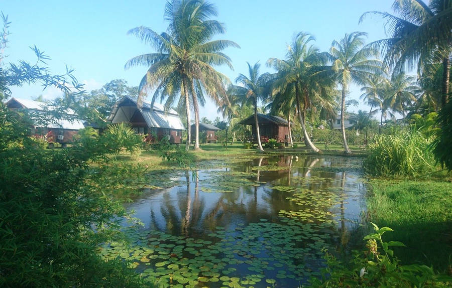 Suriname Swamp Wallpaper