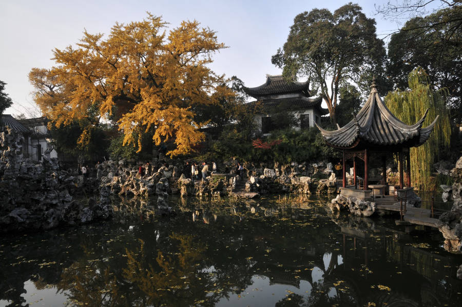 Suzhou Gingko Tree Wallpaper