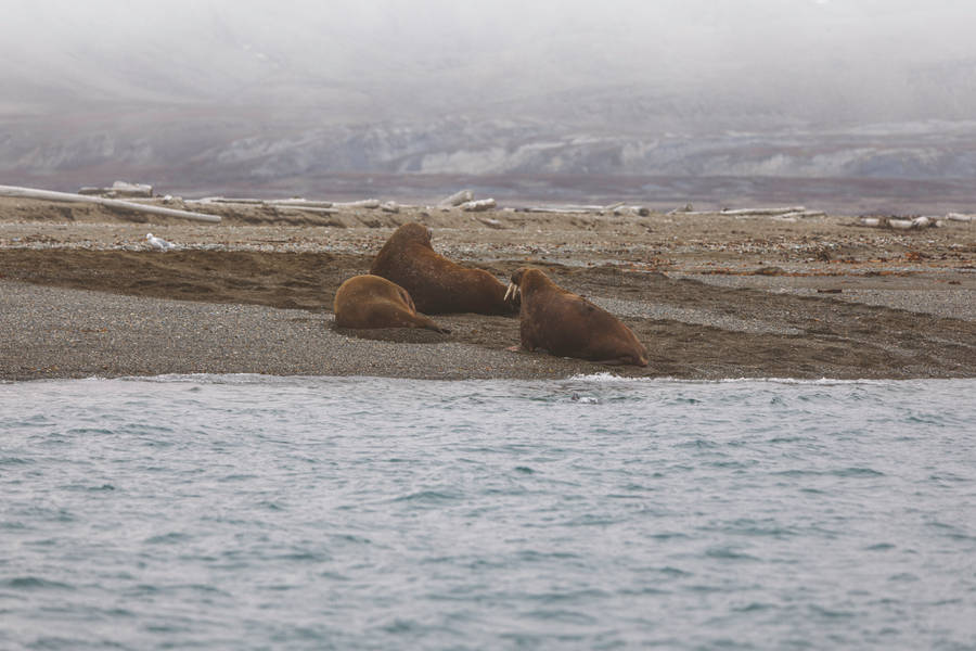 Svalbard Sea Lions Wallpaper