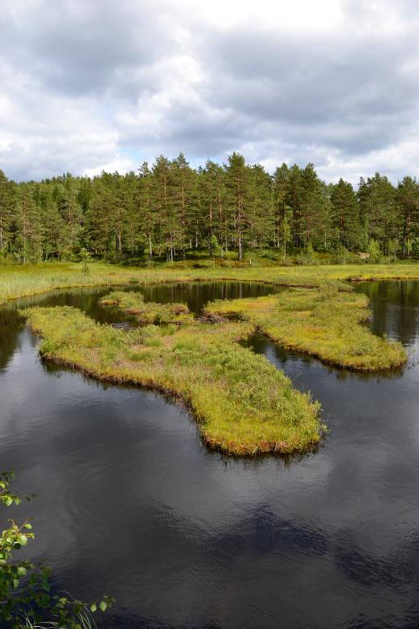 Swampy Nordic Forest Lake Wallpaper