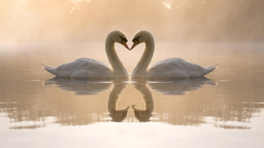 Swan Lake Love Birds Wallpaper