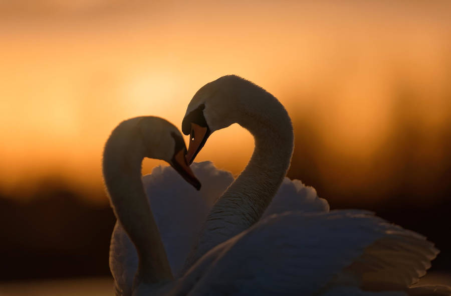 Swan Sunset Love Birds Wallpaper