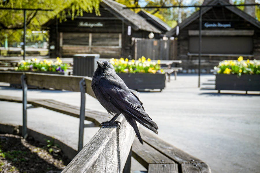 Sweden Black Jackdaw Wallpaper