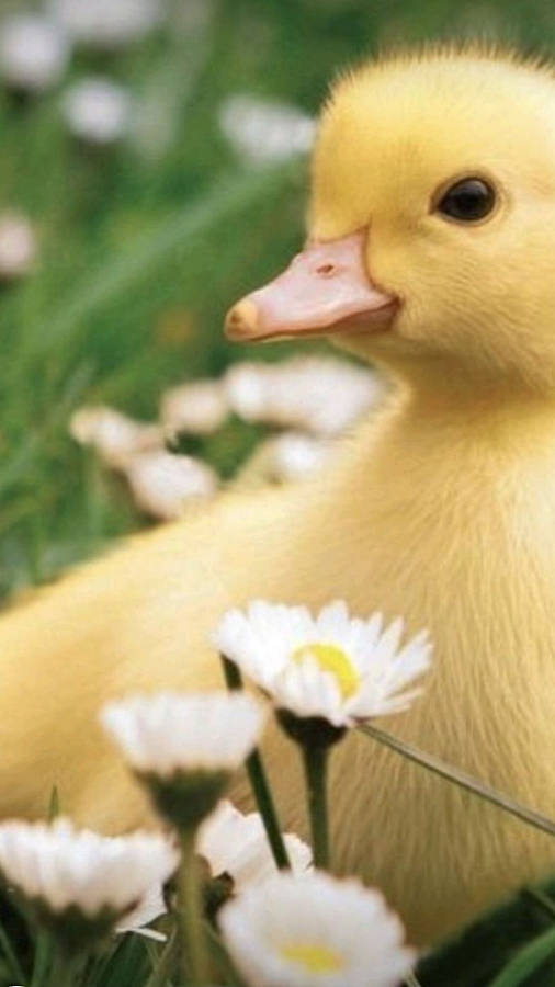 Sweet Baby Duck Wallpaper