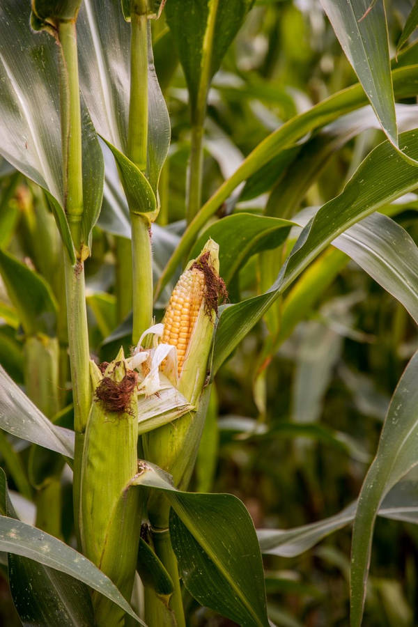 Sweet Corn Plant Wallpaper