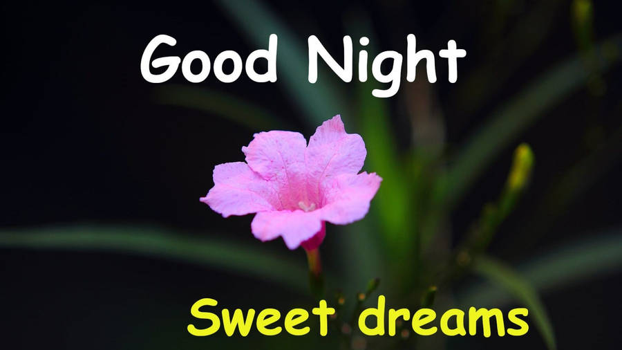 Sweet Dreams And A Flower Wallpaper