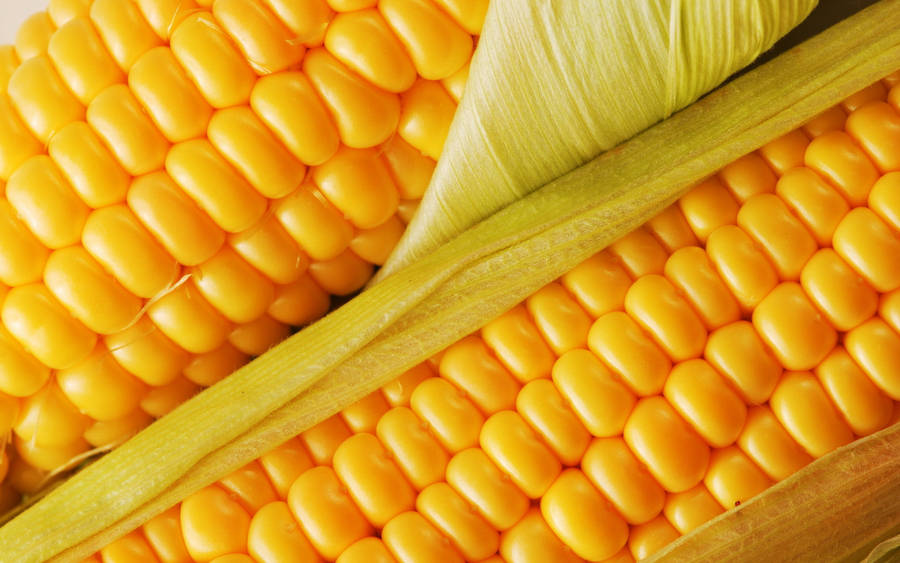 Sweet Kernel Corns Wallpaper