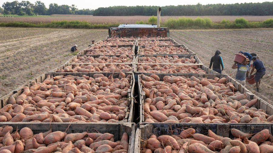 Sweet Potato Harvesting Wallpaper