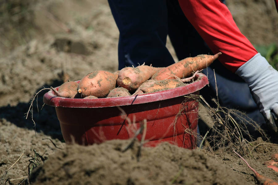 Sweet Potato In A Red Bucket Wallpaper