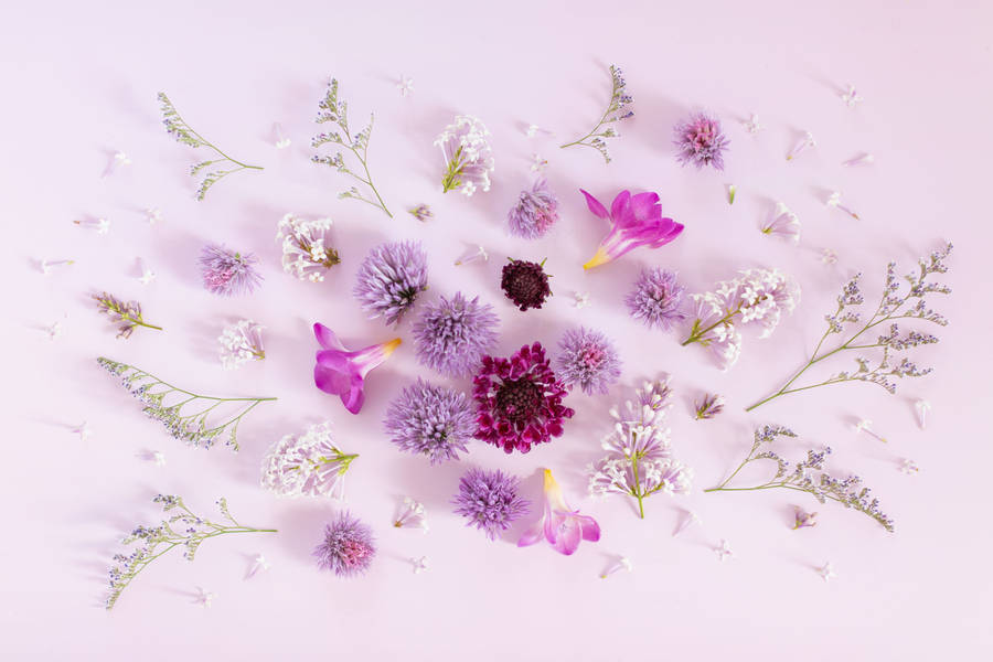 Sweet Scabious Plants Purple Flowers Wallpaper