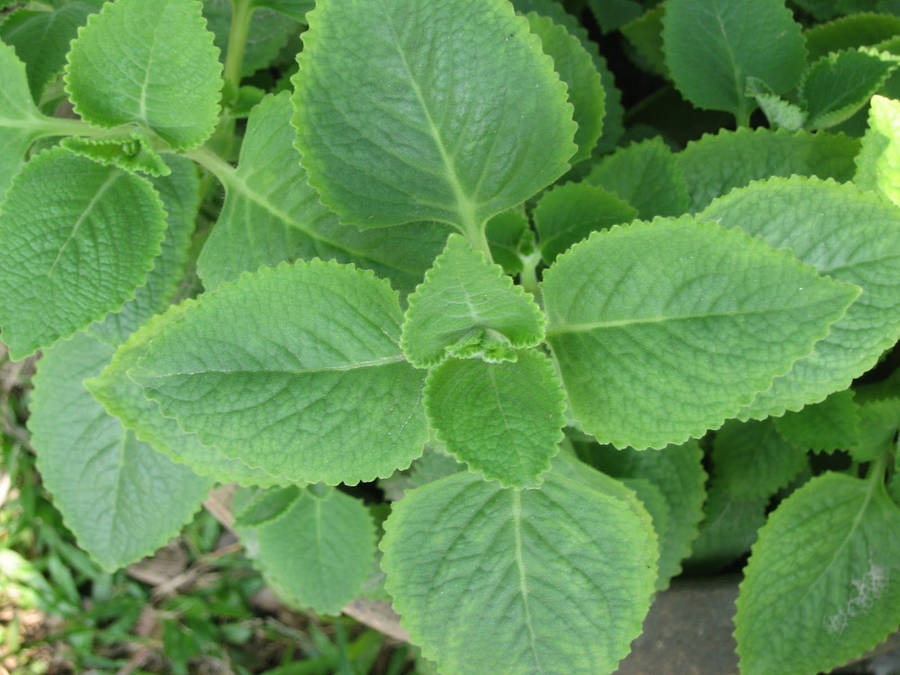 Sweet-smelling Mint Plant Wallpaper