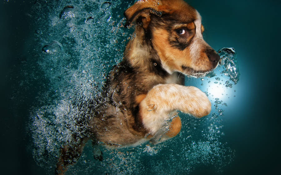 Swimming Dog Photography Wallpaper