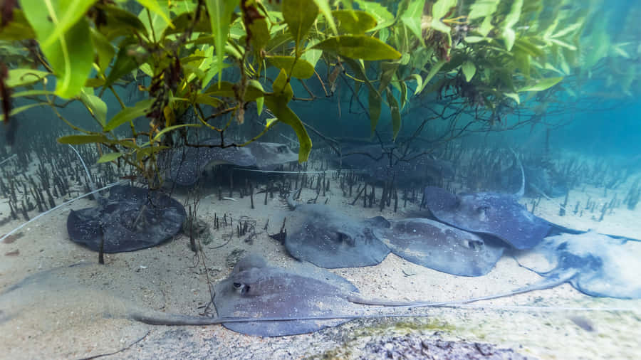 Swimming Elegance: Underwater View Of A Majestic Stingray Wallpaper