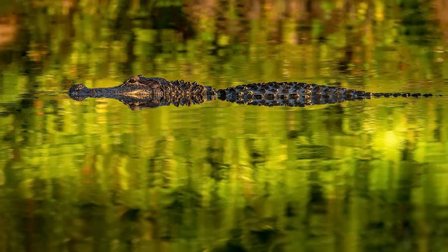 Swimming Swamp Alligator Wallpaper