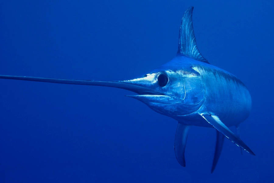 Swordfish Marine Photography Wallpaper