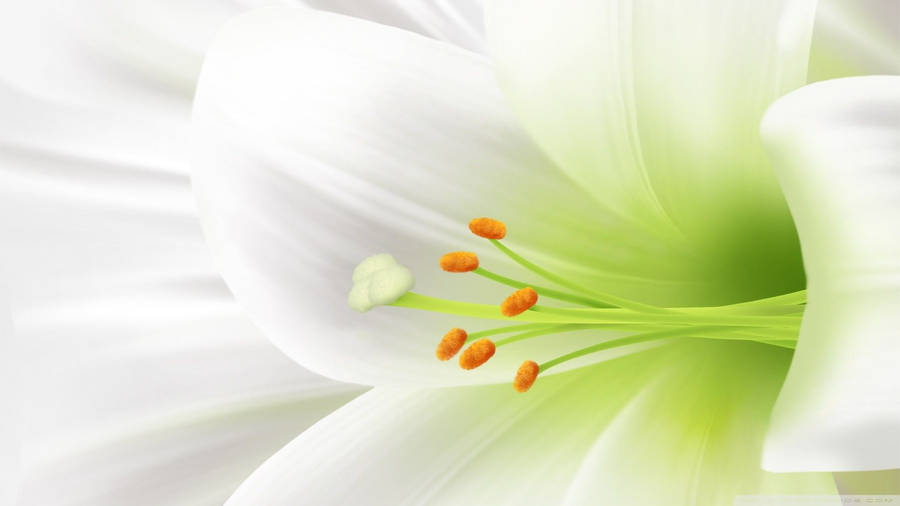 Symbolic White Lily Wallpaper