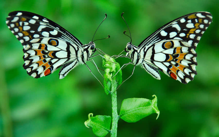 Symmetrical Butterflyon Green Leaf Wallpaper